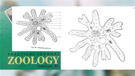 How To Draw Amoeba Proteus Diagram Tutorial Youtube