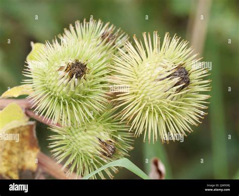 Burdock Fruits Of The Greater Burdock Arctium Lappa In Early