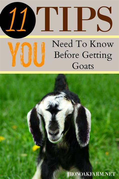 Tips You Need To Know Before Getting Goats In Goats Easy