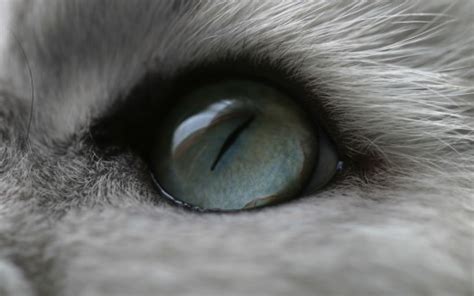 Closeup Of Cat Gray Eye HD Cat Wallpapers | HD Wallpapers | ID #58005