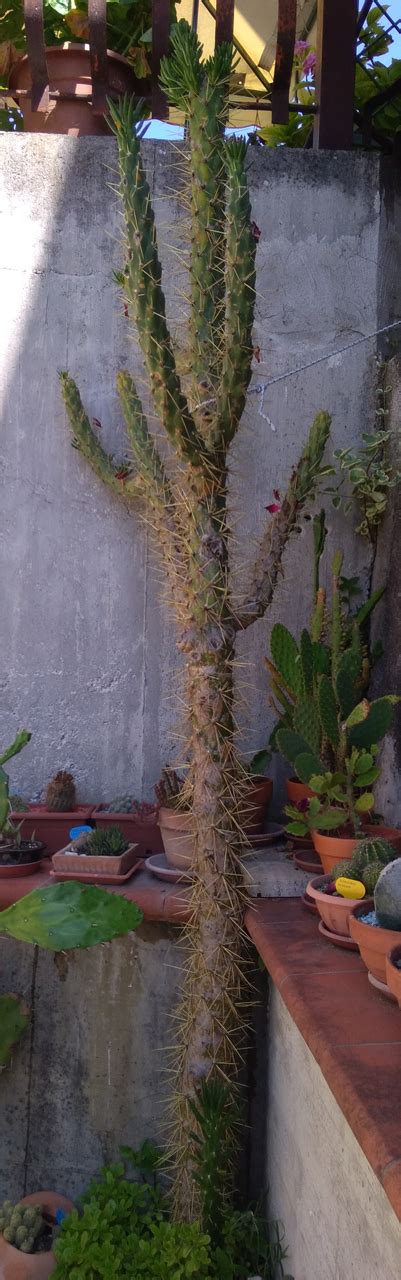 Opuntia Subulata Passioni Succulente