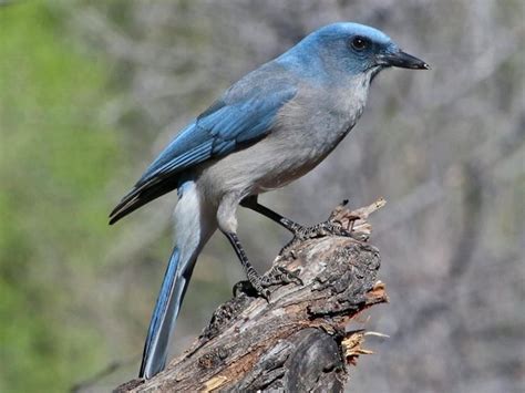 Photos And Videos For Mexican Jay All About Birds Cornell Lab Of