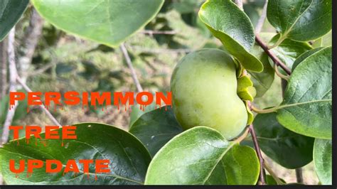 Persimmon Tree Updategrowing Persimmons Youtube