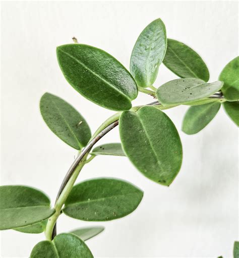 Hoya cumingiana - Green Room
