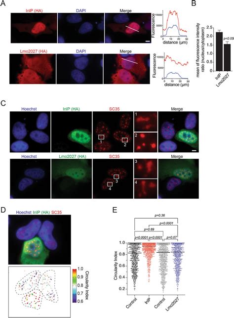 InlP Translocates To The Nucleus And Changes The Shape Of Splicing