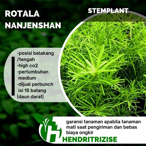 Jual Tanaman Aquascape Rotala Nanjenshan Sp Tanaman Aquarium