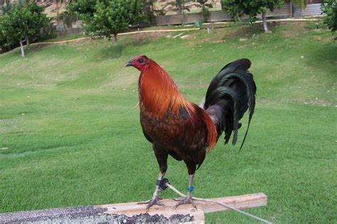 Black Gamefowl Breeds