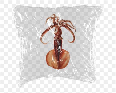 Vintage Illustrations Squid PNG Images | Free Photos, PNG Stickers ... 