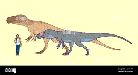 Torvosaurus size comparison. Computer illustration comparing the size of two Torvosaurus sp ...