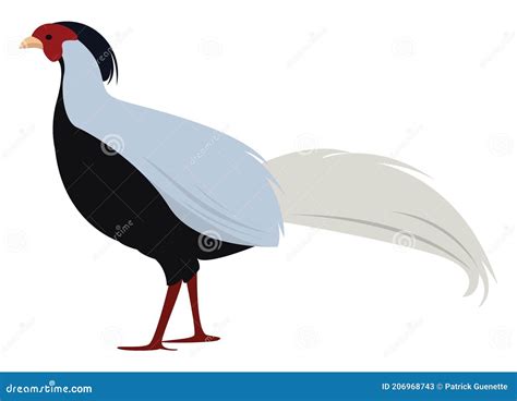 Pheasant Pheasant Illustration Isolated On White Background Cartoon