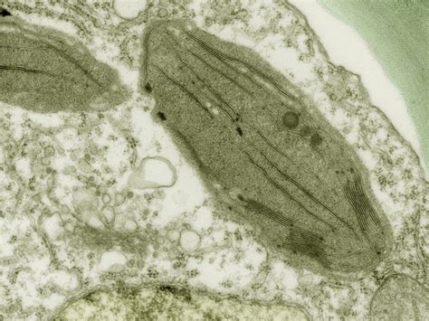 Plant cell | Definition, Characteristics, & Diagram | Britannica