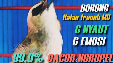 BOHONG KALAU TRUCUK MU G NYAUT G EMOSI Mendengar SUARA INI 99 9