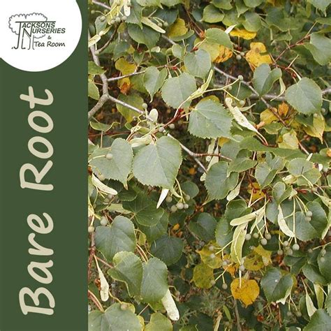 Buy Tilia Cordata Bare Root In The UK