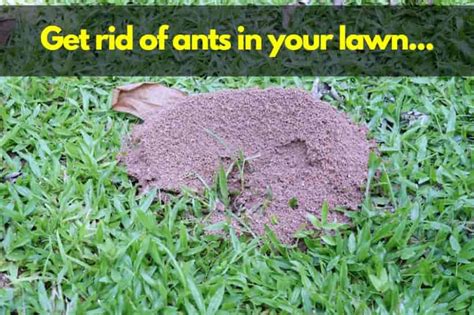 How Do You Get Rid Of Ants In Grass [fixes That Work] Lawn Model