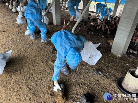 東勢土雞場確診h5n1禽流感 廖培志籲業者提高警覺