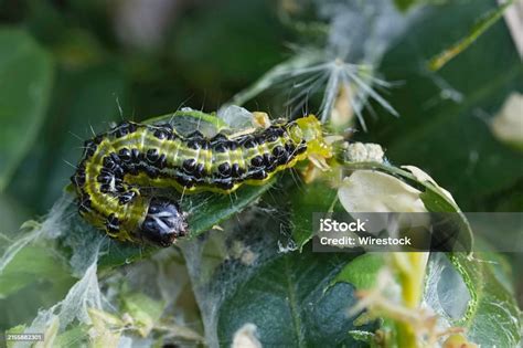 Closeup Of A Caterpillar Of The Box Tree Moth Cydalima Perspectalis A