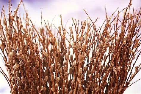 Premium Photo Pussy Willow Willow Branches Bloom Spring Concept Easter Holiday Background