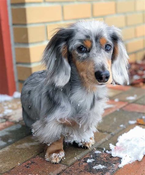 All Dachshund Colors And Patterns Explained With Pictures