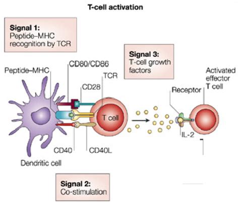 Figure From Caract Risation De Diff Rents M Canismes Immunologiques