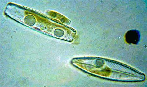 Types of Protists - Science News