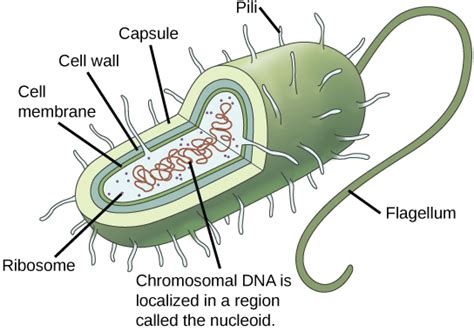 Overview Of Prokaryotic And Eukaryotic Cells Boundless Microbiology