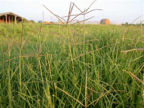 Identifying Bermuda Grass