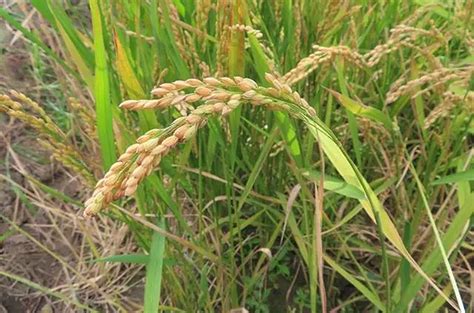 China S Hybrid Rice Gets Approval In Some African Countries SAGC