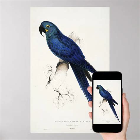 Hyacinth Macaw Poster Zazzle