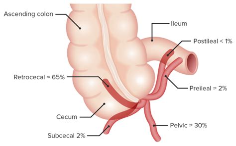 Surgical Anatomy Of The Abdomen Concise Medical Knowledge