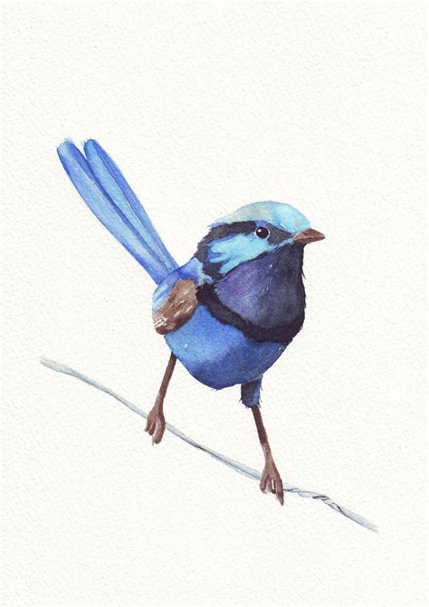 Blue Wren Watercolor Painting W Print Of Watercolor Painting By