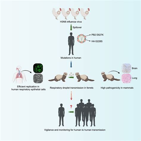 Avian flu undergoing changes that could increase human transmission risk