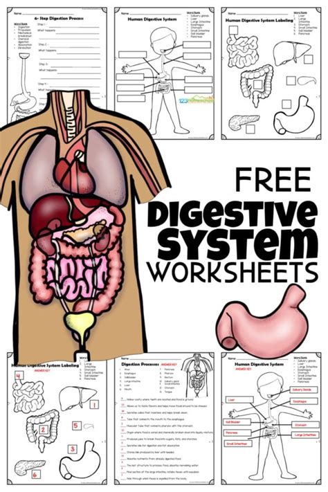 Digestive System Grade 8 Worksheet