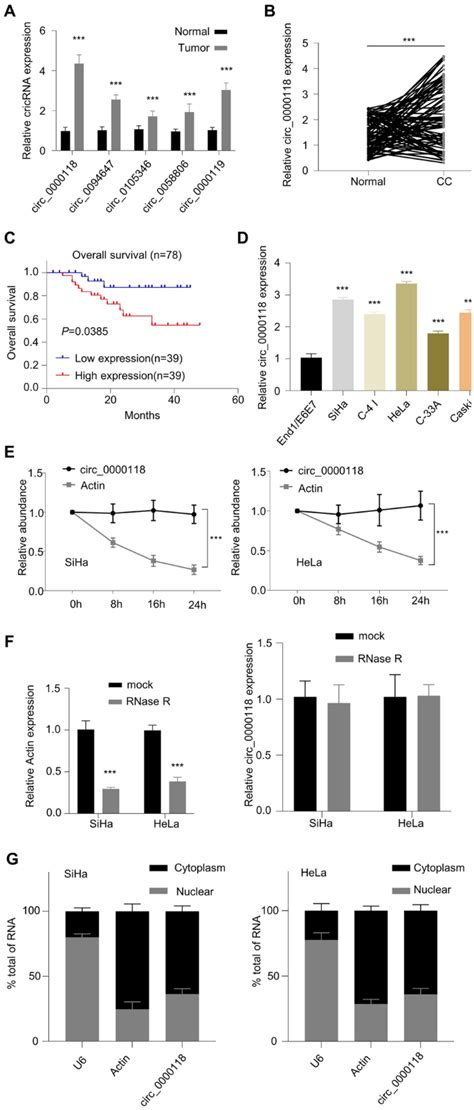 CircRNA Circ 0000118 Regulates Malignancy Of Cervical Cancer Cells By