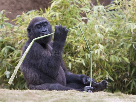 Gorilla Baby Kissing Branch Stock Image - Image of kissing, baby: 7256773