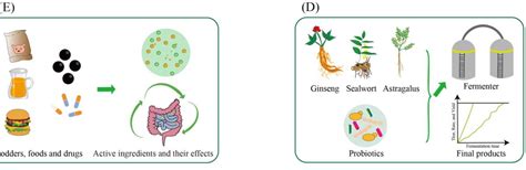 Research Advances In Probiotic Fermentation Of Chinese Herbal Medicines