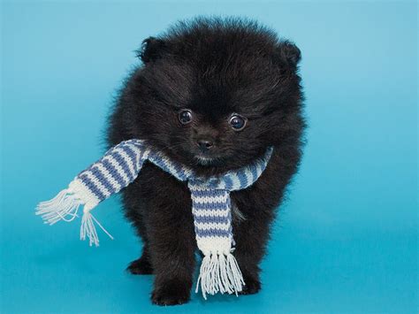 8 Facts About the True Black Pomeranian | UKPets