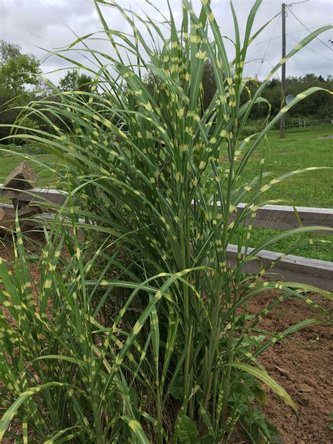 Miscanthus Sinensis Zebrinus Horlings Plants