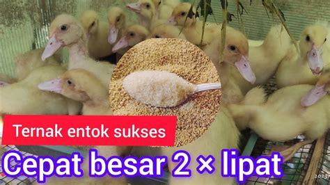 Ternak Entok Sukses Campuran Pakan Cepat Besar Lipat Cepat Panen