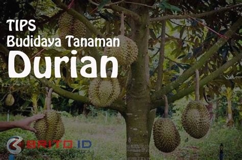 Cara Budidaya Tanaman Durian Agar Cepat Berbuah Brito Id