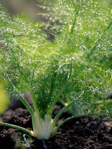 Come Coltivare Il Finocchio Guida Giardino