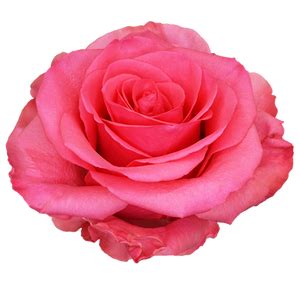 Matina Flowers Hot Pink Roses