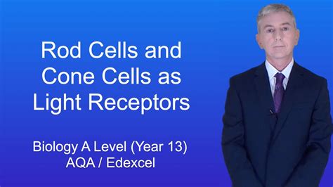 A Level Biology Revision Year 13 Rod Cells And Cone Cells As Light