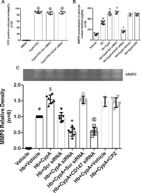 CD147 Inhibition Reduced MMP9 Secretion Without Effecting CypA