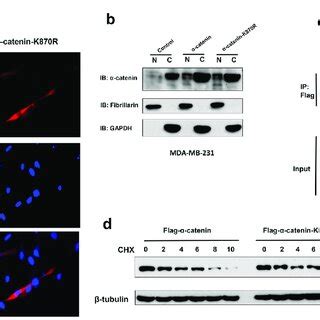 SUMOylation does not affect stability of α-catenin and cellular ... 