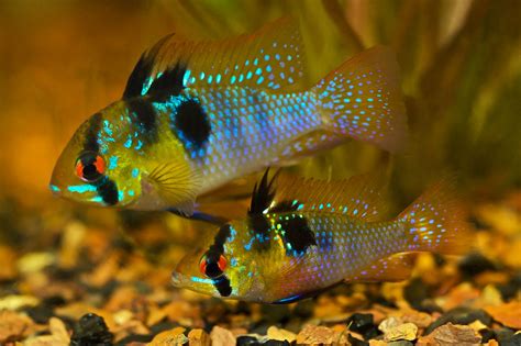 German Electric Blue Chili Ram Cichlid | Discus.com