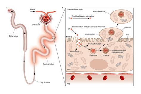 Researchers’ Sweeping Discovery Shows How Kidney Cells Self-Renew ...