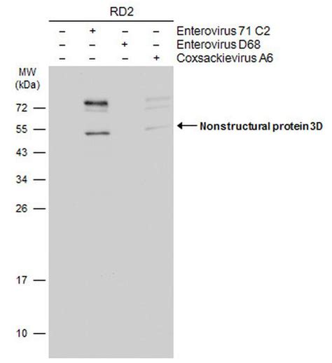 Enterovirus 71 3d Monoclonal Antibody 4 Ma5 35903