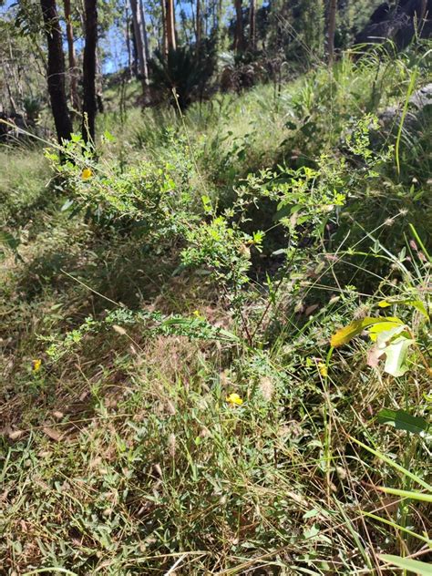 Bush Peas From Carnarvon AU QL BH AU QL AU On April 26 2024 At 12