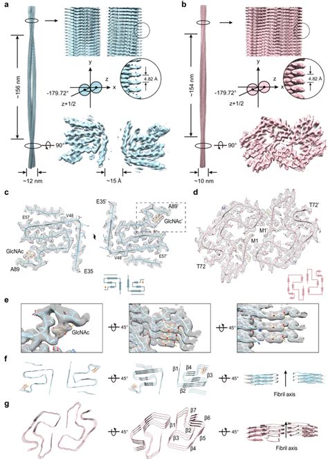 Cryo Em Structures Of Gs And Ps Fibrils The Density Maps Of The