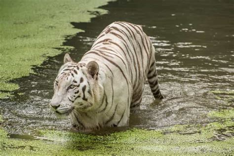 All About Sundarbans National Park in West Bengal - Treebo